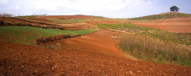 瓷砖专用粘结剂有哪些产品类型(图1)